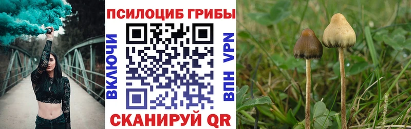 Псилоцибиновые грибы Psilocybine cubensis  Ленинск-Кузнецкий 